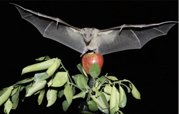 Bộ Y tế cảnh báo nguy cơ lây nhiễm vi rút Nipah qua thực phẩm 1